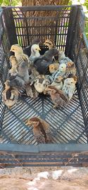 Galline ornamentali
