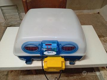 Incubatrice borotto 