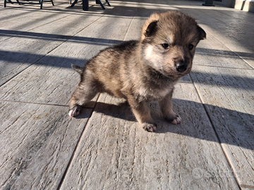 Cuccioli Lupo-Malamute