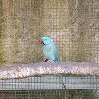 Pappagalli Parrocchetto dal collare