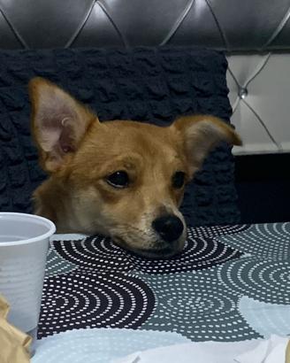 Cucciola di un anno