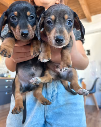 Cuccioli bassotti