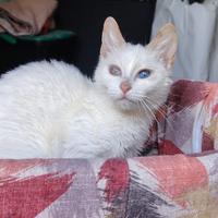 Ofelia gattina 5 mesi con occhio velato