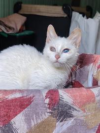 Ofelia gattina 5 mesi con occhio velato