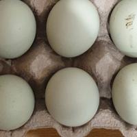 Galline Oliver egger