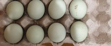 Galline Oliver egger