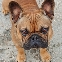 Bulldog francese