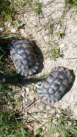 Testudo Marginata anno 2015