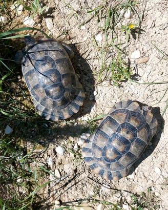 Testudo Marginata anno 2015