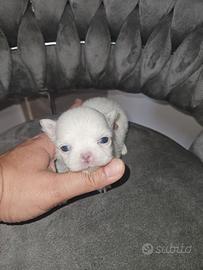 Chihuahua toy pelo lungo