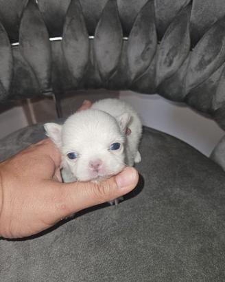 Chihuahua toy pelo lungo
