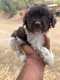 Lagotto romagnolo