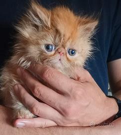 Dolcissimo gattino persiano