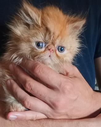 Dolcissimo gattino persiano