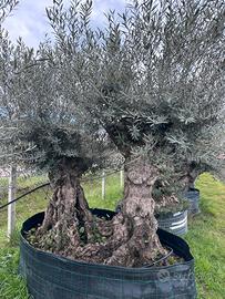 Piante di ulivo