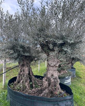 Piante di ulivo