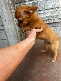 Chihuahua