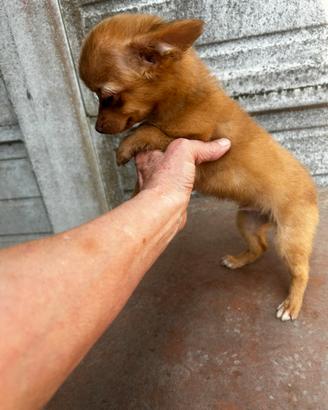 Chihuahua