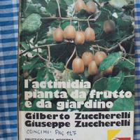 L'ACTINIDIA PIANTA DA FRUTTO E DA GIARDINO