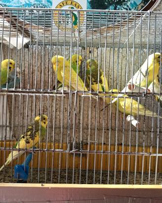 Cocorite Pappagalli GIOVANI