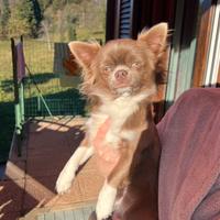 Maschio chihuahua lilac monta (Isabella)