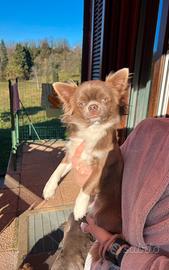 Maschio chihuahua lilac monta (Isabella)