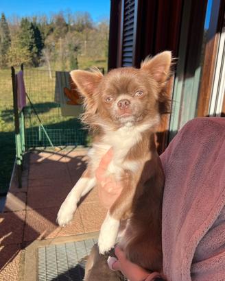 Maschio chihuahua lilac monta (Isabella)