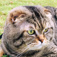 Accoppiamento scottish fold maschio