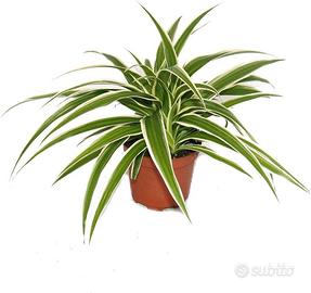 Piante di Chlorophytum - Falangio coltivate in vas
