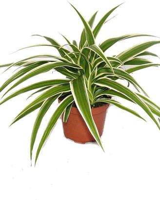 Piante di Chlorophytum - Falangio coltivate in vas