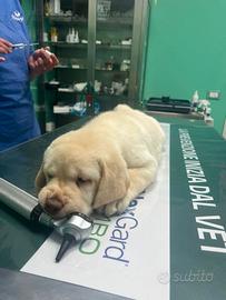 Stupendi cuccioli di Labrador