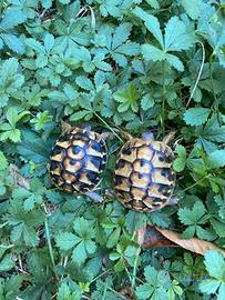Tartarughe di terra baby