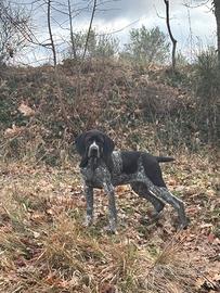 Cucciolo Bracco Kurzhaar-Pointer
