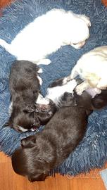 Cuccioli chihuahua pelo lungo con pedigree