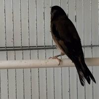 Cardellina nera dominante