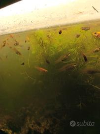 Pesci guppy