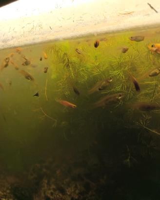 Pesci guppy