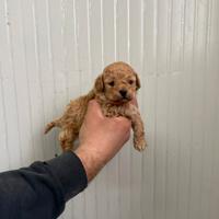 Barboncino mini toy albicocca maschio