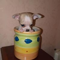 Chihuahua macchiato