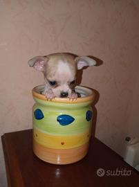 Chihuahua macchiato