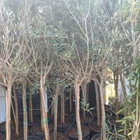 ALBERI DI ULIVO LECCINO 10 ANNI