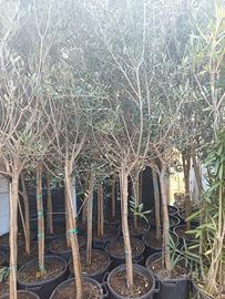 ALBERI DI ULIVO LECCINO 10 ANNI