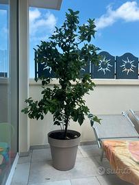 2 Alberi di limone 🍋 altezza 2 mt circa