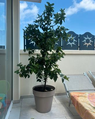 2 Alberi di limone 🍋 altezza 2 mt circa