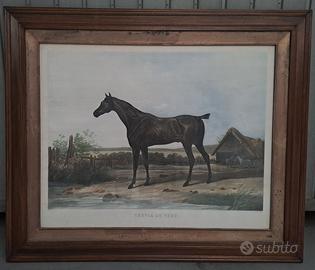 Stampa francese di purosangue disegno Vernet