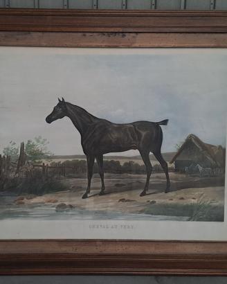 Stampa francese di purosangue disegno Vernet