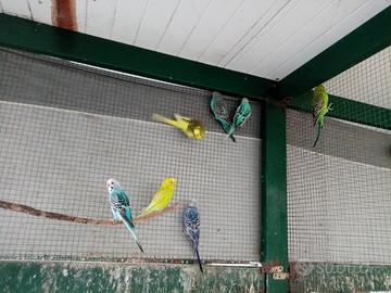 pappagalli vari parrocchetti 