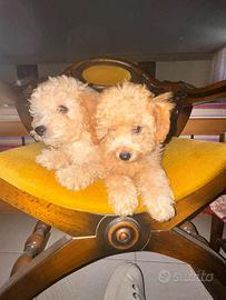 Barboncini toy