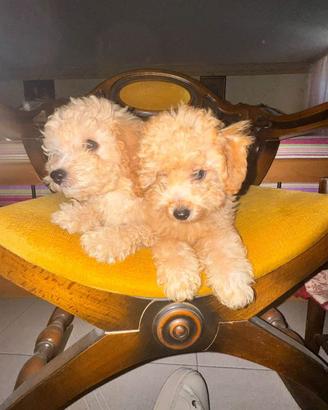 Barboncini toy