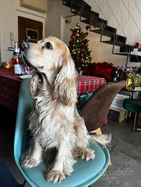 Cocker spaniel da monta